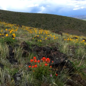 Bald Mountain