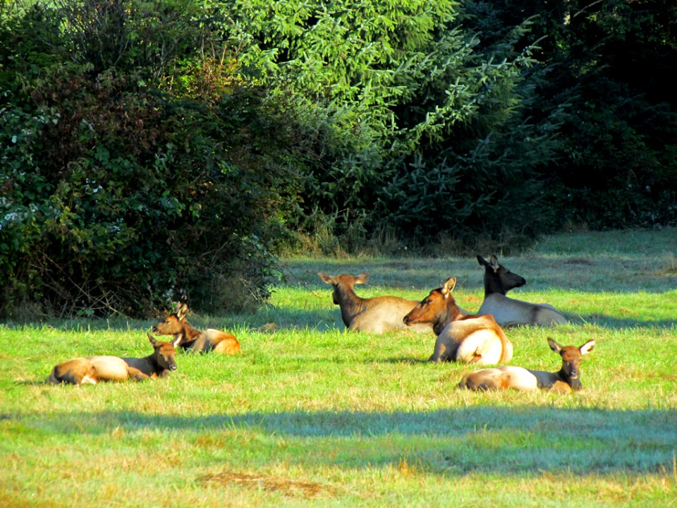 Wildlife at Neah Bay in Washington