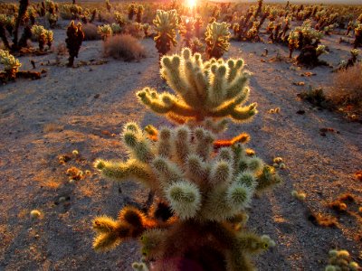 Sunrise at Cholla Cactus Garden at Joshua Tree NP in California