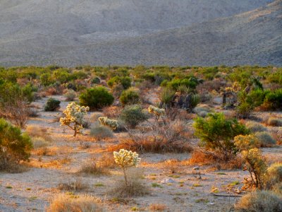 Sunrise at Joshua Tree NP in CA