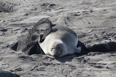 Elephant Seal Cooling Off
