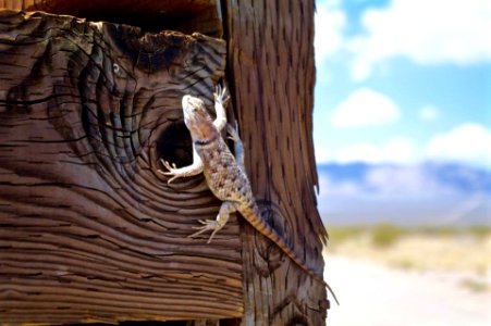 Lizard Ivanpah Valley