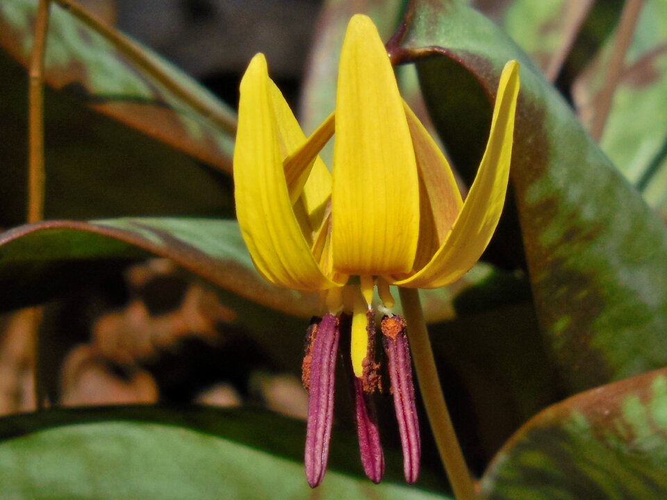 Flower trout spring