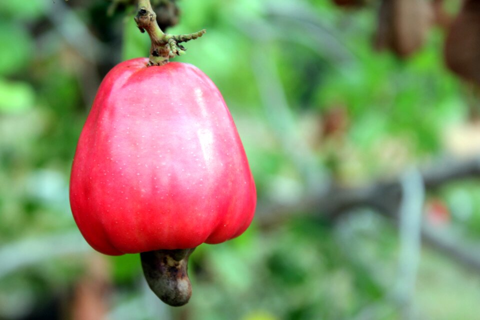 Fruits cashew garden