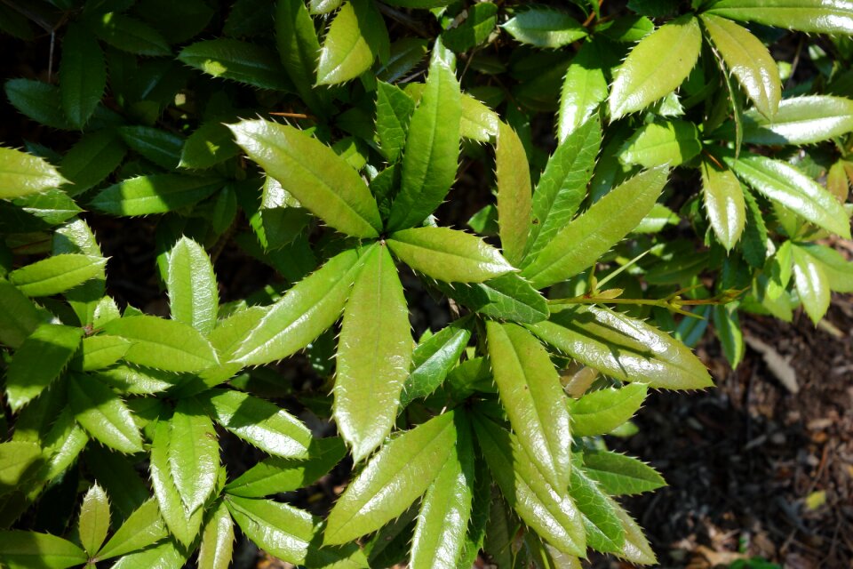 Plant jamaica plain prickly