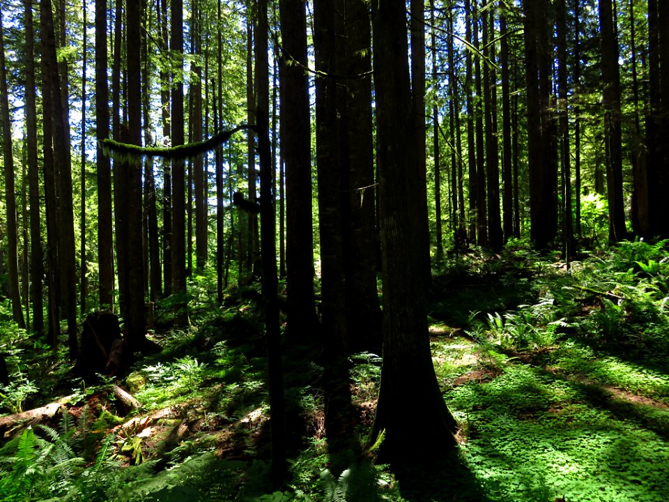Larch Mountain in Oregon