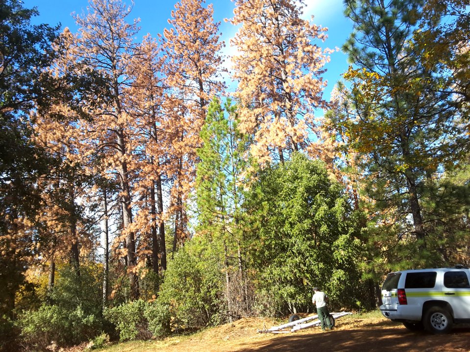 2015 Butte Fire Effects