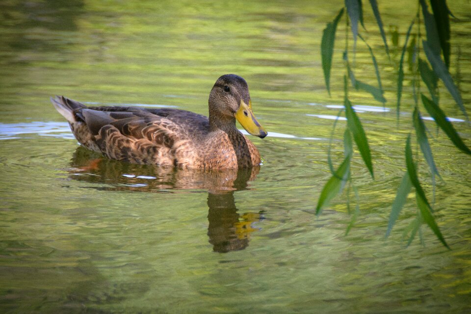 Water bird animal photo