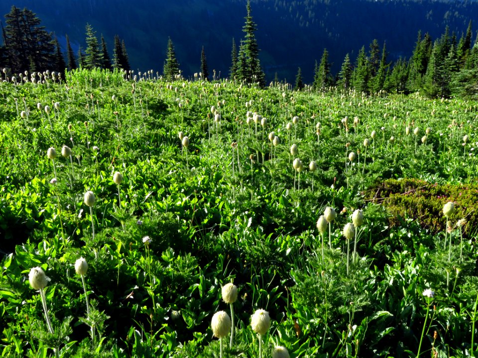 Wildflowers at Mt. Rainier NP in WA