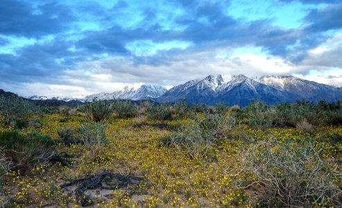 Wildflowers in the BLM Bishop Field Office