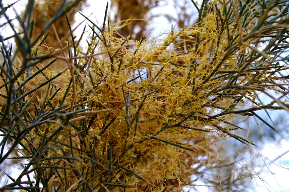 Dodder on Smoketree