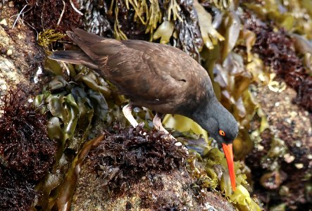 Black Oystercatcher at Pebble Beach