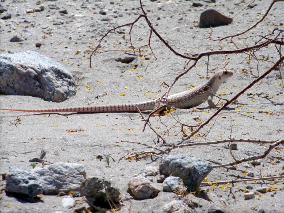 Desert Wildlife