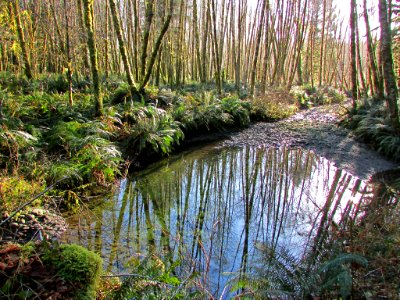 Quinault Rain Forest at Olympic NP in WA