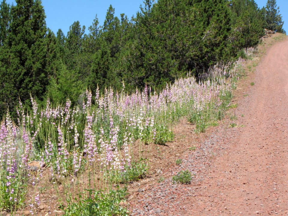 Surprise Valley Barrel Springs Back-Country Byway