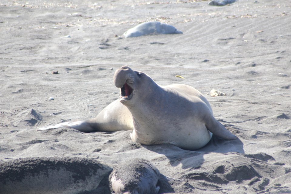 Male Elephant Seal