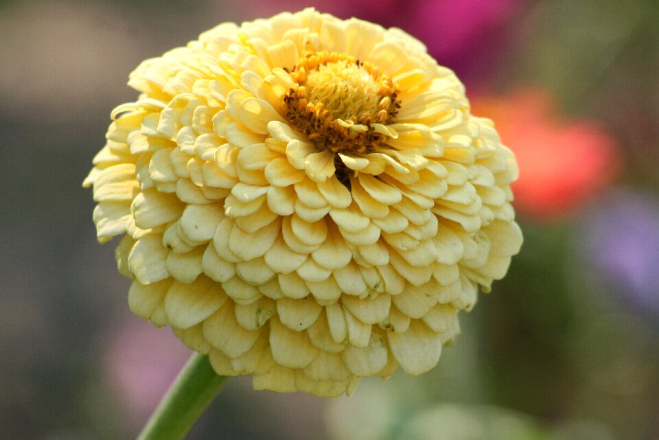 Plant flower garden