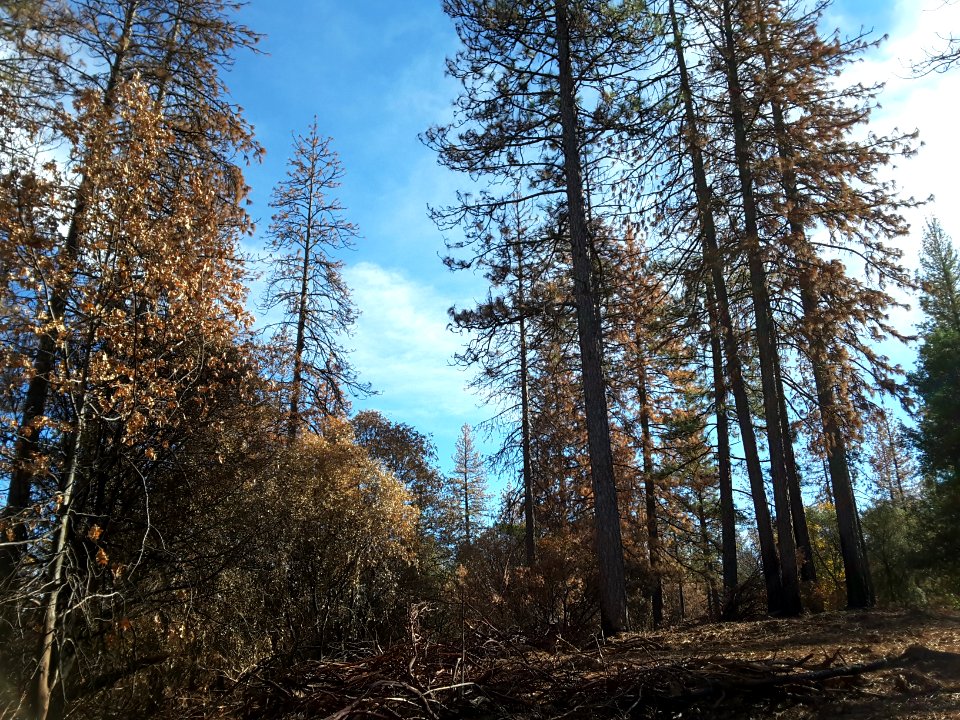 2015 Butte Fire Effects