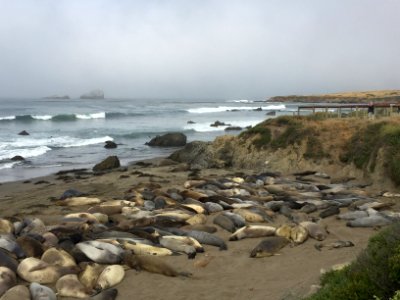 Piedras Blancas Elephant Seal Rookery photo