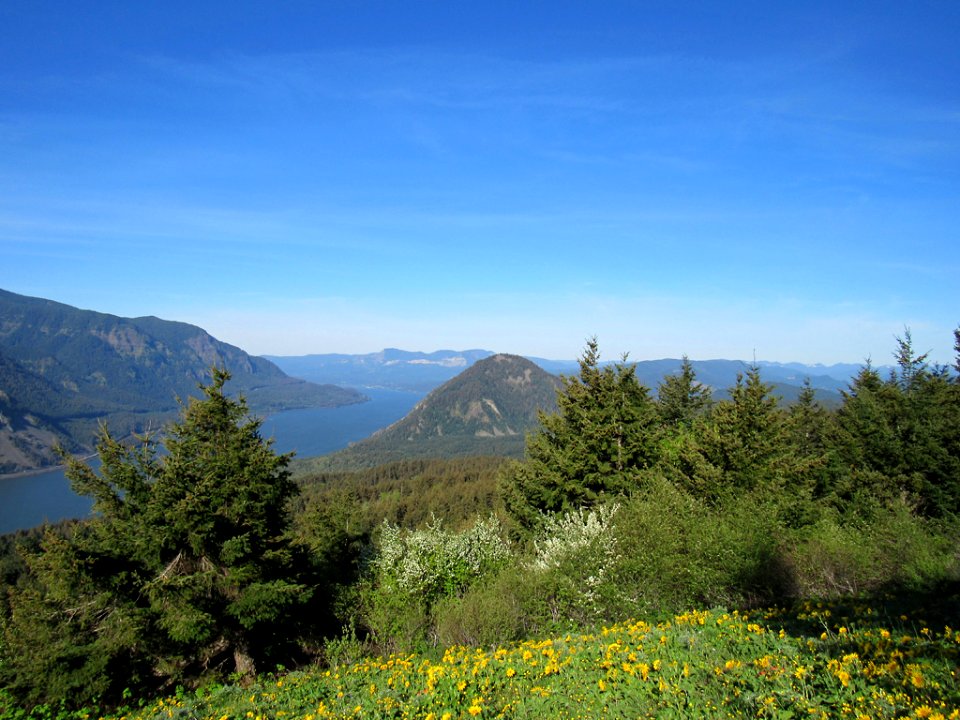 Dog Mountain Trail in Washington