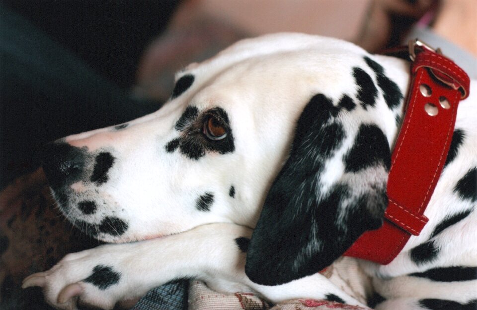 Pet domestic canine