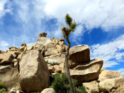 Joshua Tree NP in California