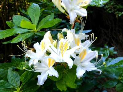Western Azalea, Chappie Shasta OHV Area
