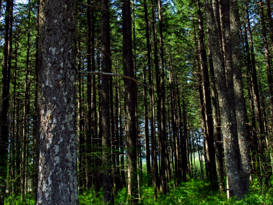 Trees at Gifford Pinchot NF in WA