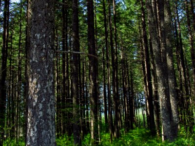 Trees at Gifford Pinchot NF in WA