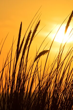 Nature grasses sky