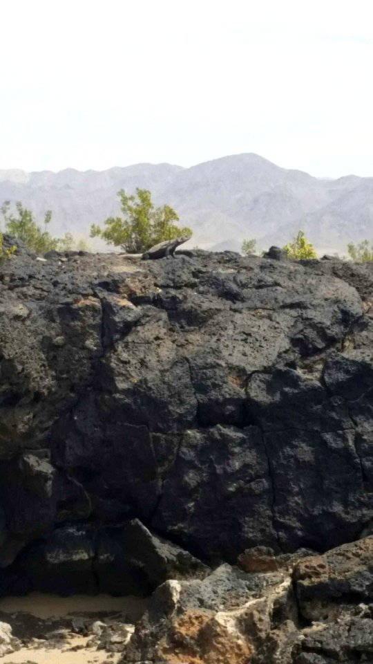 Chuckwalla near Amboy Crater