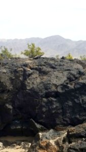 Chuckwalla near Amboy Crater