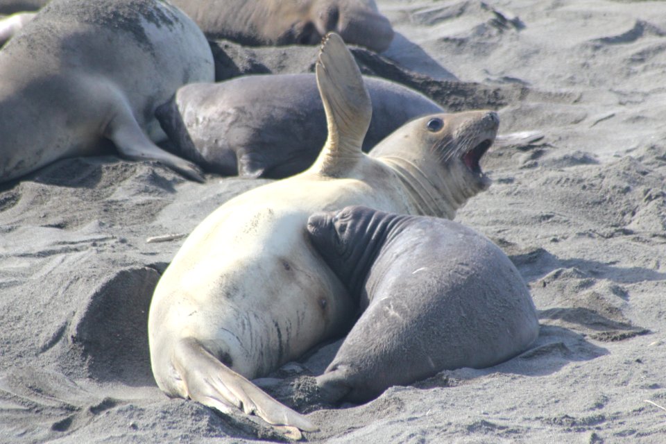 Elephant Seal, "mom, ouch!"