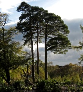 Scots Pine photo