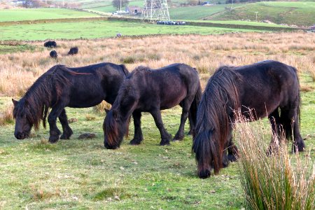 Fell ponies