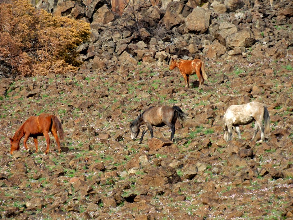 Horses in Central Oregon