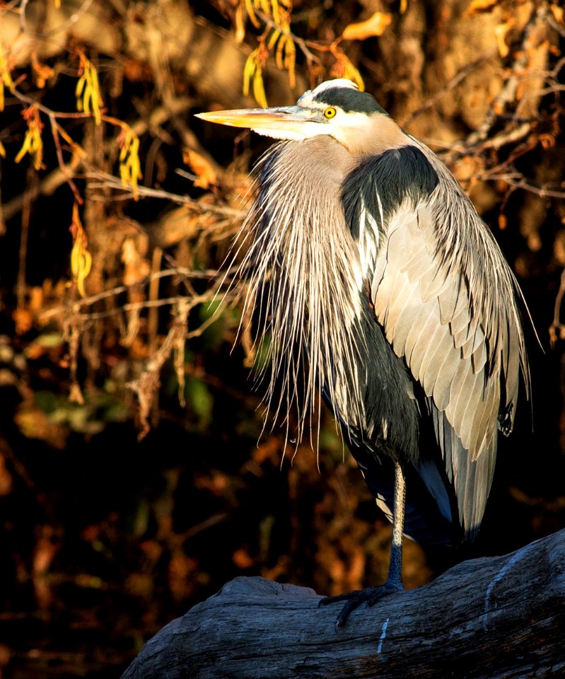 Cosumnes River Preserve