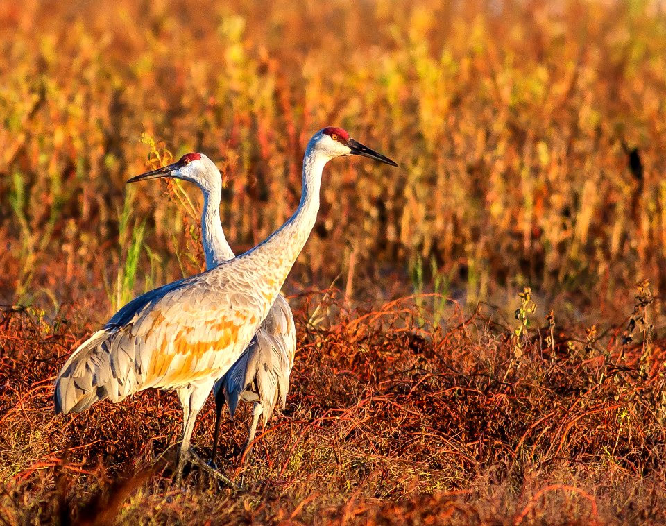 Cosumnes River Preserve