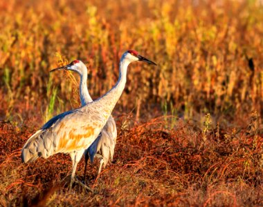 Cosumnes River Preserve