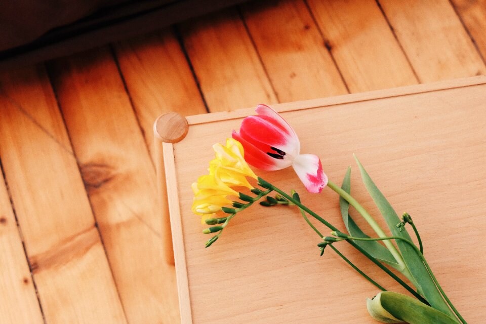 Bloom tulip yellow