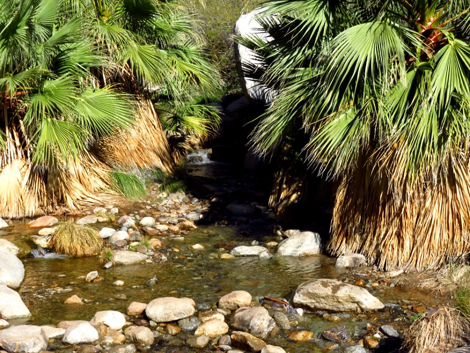 Palm Oasis at Anza-Borrego Desert SP