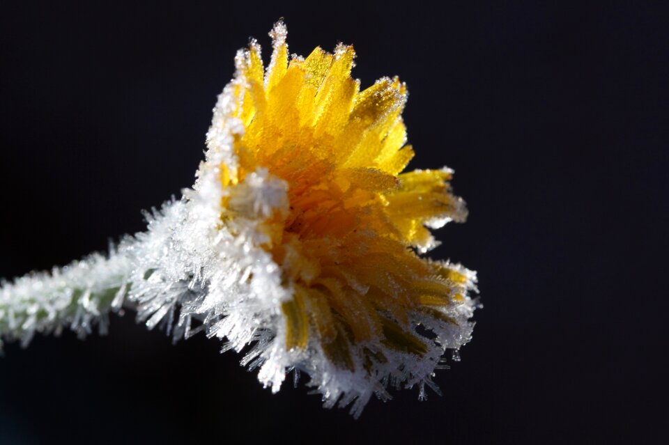 Frost eiskristalle winter