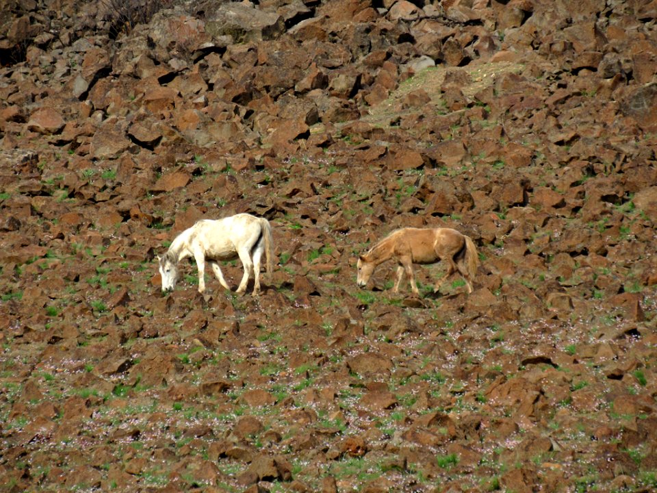 Horses in Central Oregon