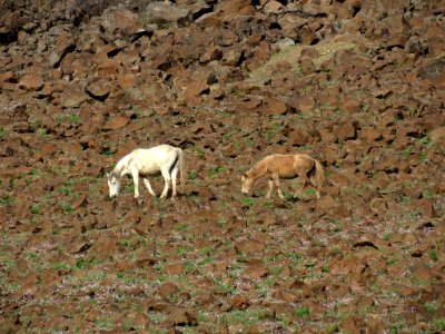 Horses in Central Oregon