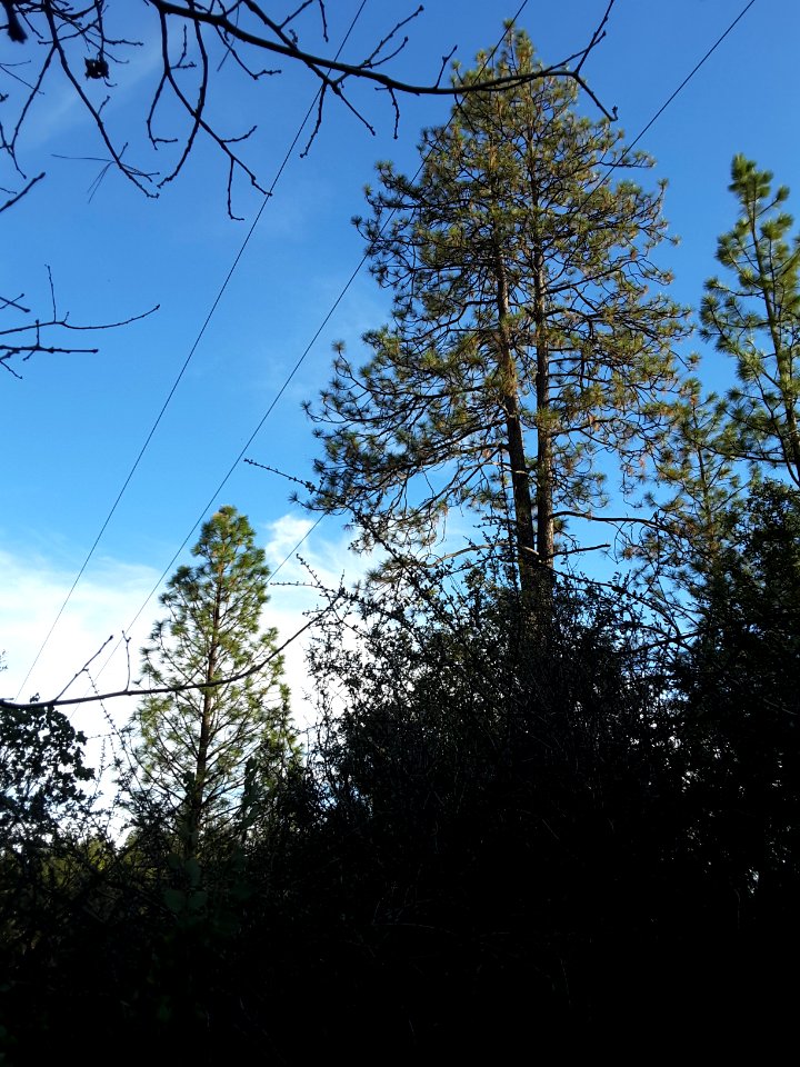 PG&E Bummerville