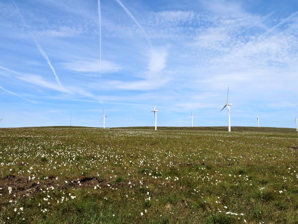 Chemtrails, Wind Turbines  and Cottongrass