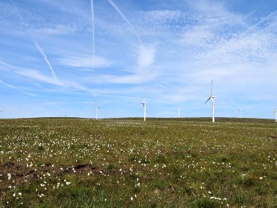 Chemtrails, Wind Turbines  and Cottongrass