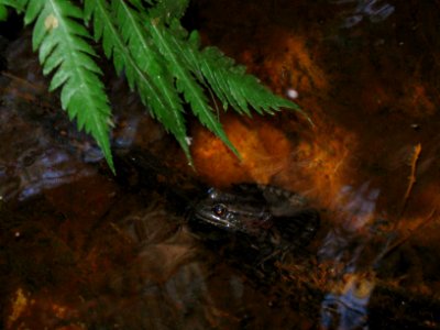 California Red Legged Frog