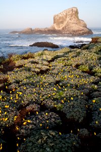 Piedras Blancas Light Station