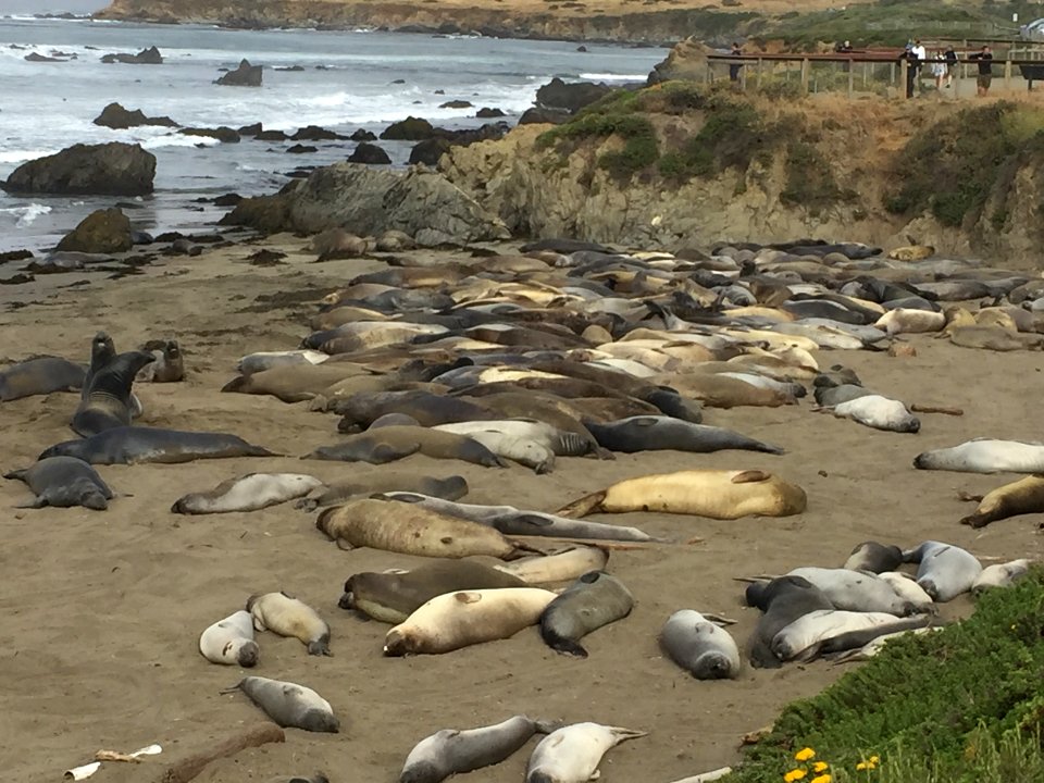 Piedras Blancas Elephant Seal Rookery